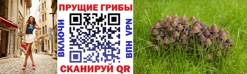 Псилоцибиновые грибы MAGIC MUSHROOMS  сайты даркнета официальный сайт  Нижние Серги  ссылка на мегу ТОР 